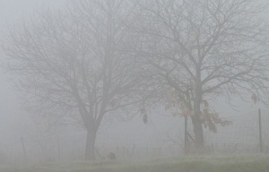 Trees in the Fog,by Yann Richard, on wikimedia.org